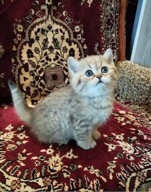 British shorthair brown 