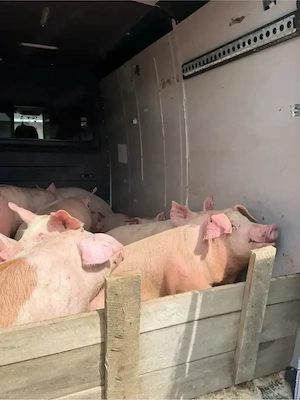Porci De Vanzare 