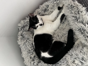 Fin, mascul castrat, blând și iubitor, pentru adopție  - imagine 2