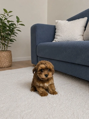 maltipoo phantom talie medie