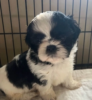 Shih-tzu talie mica
