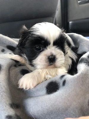 Shih-tzu talie mica