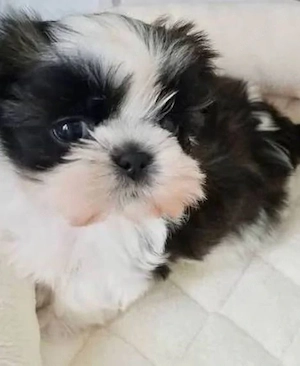 Shih-tzu talie mica
