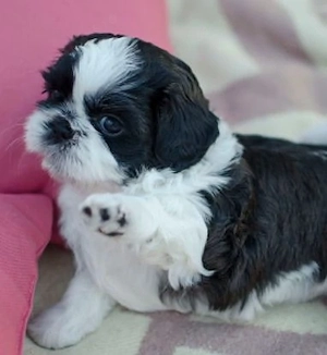 Shih-tzu talie mica