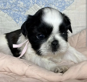 Shih-tzu talie mica