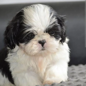 Shih-tzu talie mica - imagine 2