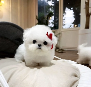 Bichon maltez mini toy  - imagine 4