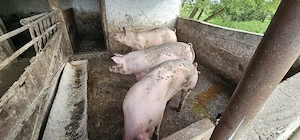 porci grasi - imagine 2