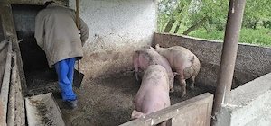 porci grasi - imagine 3