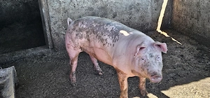 porci grasi