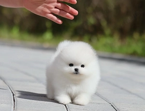 Pomeranian mini toy 