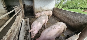porci grasi - imagine 4