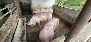 porci grasi - imagine 5