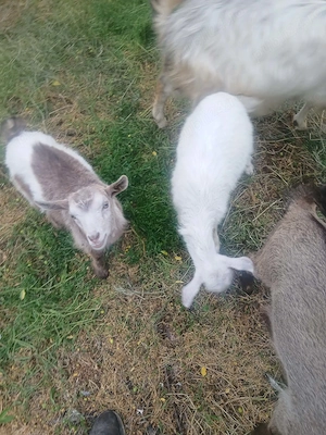 Vând 3 ieduți si o ieduță fac si schimburi cu alte animale  - imagine 3