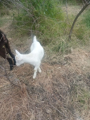 Vând 3 ieduți si o ieduță fac si schimburi cu alte animale  - imagine 5