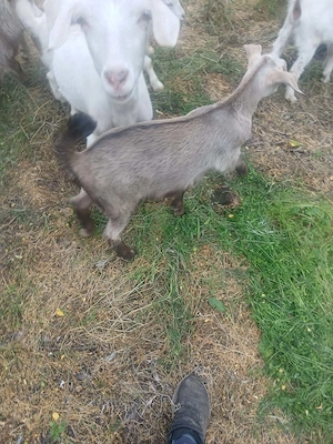 Vând 3 ieduți si o ieduță fac si schimburi cu alte animale  - imagine 2