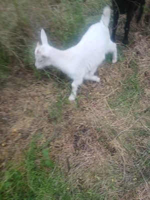 Vând 3 ieduți si o ieduță fac si schimburi cu alte animale  - imagine 4