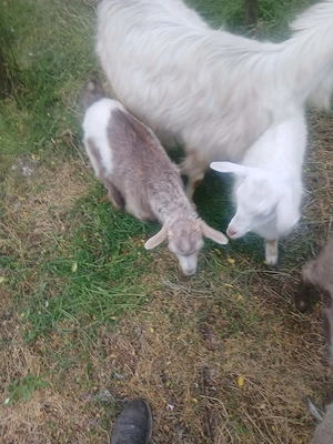 Vând 3 ieduți si o ieduță fac si schimburi cu alte animale 