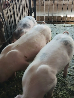 vând purcei înțărcati 12 săptămâni 