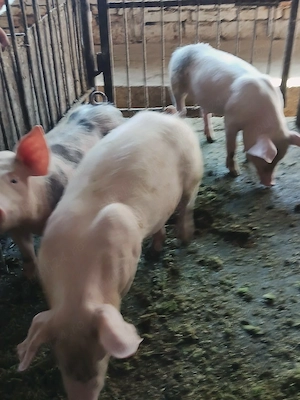 vând purcei înțărcati 12 săptămâni  - imagine 3