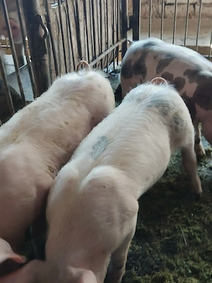vând purcei înțărcati 12 săptămâni  - imagine 2
