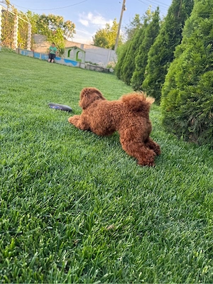 poodle caniche 