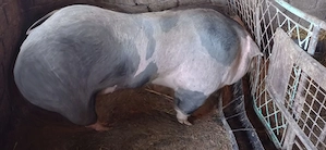 De vânzare  purcea 100 kg