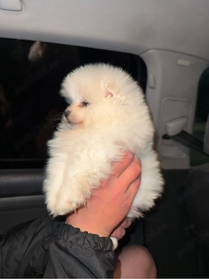 pomeranian mini 