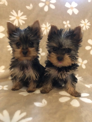 yorksire terrier
