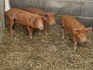 purcei duroc 