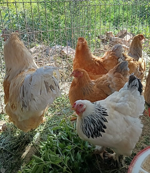 Găini brahma 