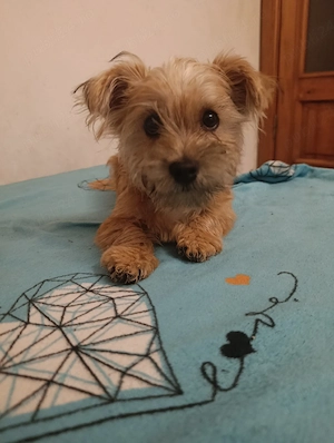 Pui adorabil de talie mică , Metis tip Terrier