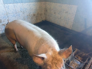 Scroafă de vânzare 