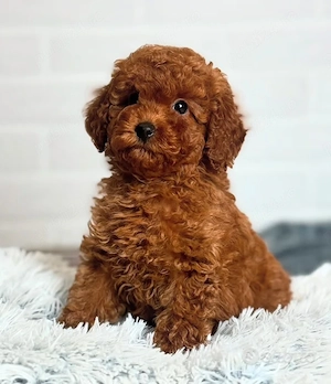 Catei Pudel Toy - Caniche Toy, roscat, maro, negru, apricot de vanzare in Brasov! Livrare!