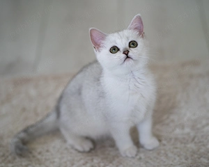 Pisicute british shorthair silver chinchilla