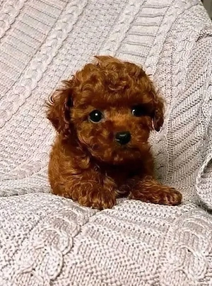 Catelusi Pudel Toy - Caniche Toy roscati de vanzare in Cluj Napoca, genetic pur. Livrare in tara! - imagine 2