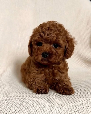 Catelusi Pudel Toy - Caniche Toy roscati de vanzare in Cluj Napoca, genetic pur. Livrare in tara!