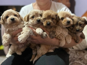Bichon havanez 