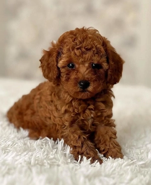 Catei Pudel Toy - Caniche - Poodle Toy roscat red de vanzare in Bucuresti! genetic pur! Livrare