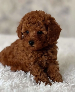 Catei Pudel Toy - Caniche - Poodle Toy roscat red de vanzare in Bucuresti! genetic pur! Livrare - imagine 2
