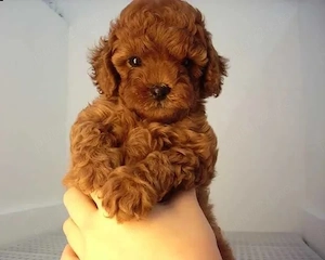 Catei Pudel Toy Mini - Caniche Pitic Toy roscat, red sau apricot de vanzare in Timisoara! Livrare! - imagine 2