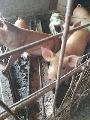 Vând purcei  de 12 săptămâni rasă  bună.  - imagine 2
