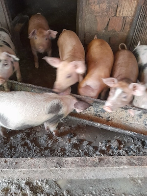 Vând purcei  de 12 săptămâni rasă  bună.  - imagine 3