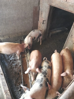 Vând purcei  de 12 săptămâni rasă  bună. 