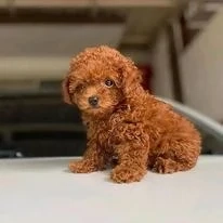 Catei Poodle Pudel Toy  Caniche Toy de Vanzare, livrare in Iasi, garantie, genetic pur! Livrare !