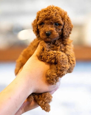 Catei Pudel Toy roscat - Caniche Pitic - Poodle Toy de vanzare in Sibiu, genetic pur, Livrare!