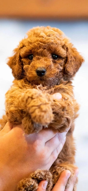 Catei Pudel Toy roscat - Caniche Pitic - Poodle Toy de vanzare in Sibiu, genetic pur, Livrare! - imagine 2