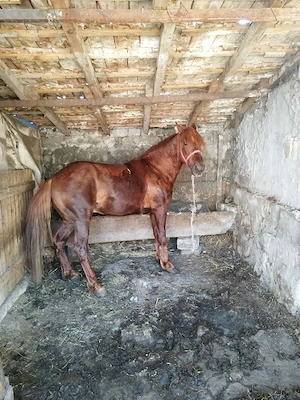 armasar de 8 ani  de vânzare!