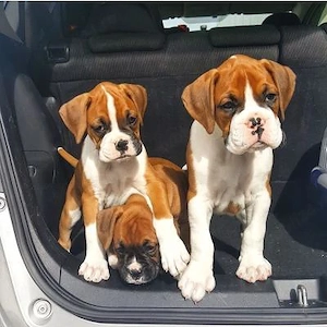 Pui Boxer Acești pui Boxer sunt 