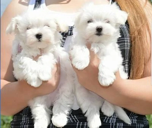 Pui de Bichon Frise. Cățelușul tău 
